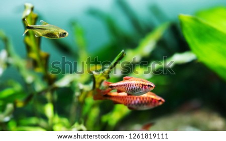Beautiful freshwater aquarium tank with Cherry barb and Silver Tipped Tetra fishes. green plants background.