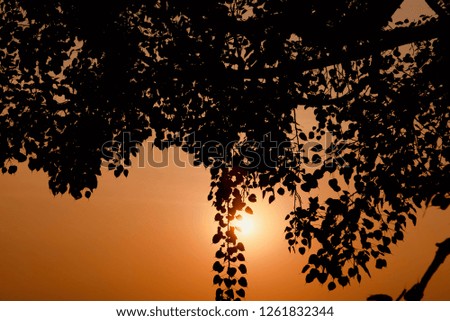 Silhouette tree leaves in the afternoon unique photo