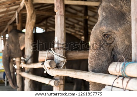 two elephants in their barn with the one in the foreground looking like she is about to cry