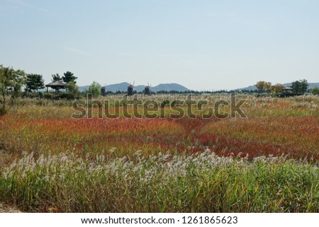 arbor in reed field