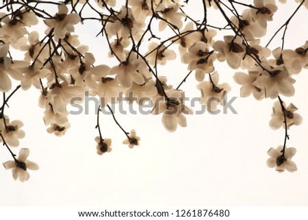 Magnolia blossoms blooming