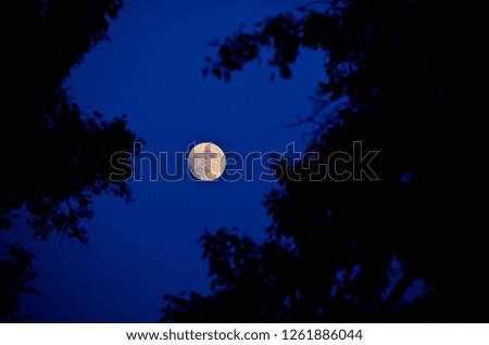 Beautiful view of nature. Beautiful and interesting landscape, panorama, background and view of the moon against the night or evening sky through the trees.