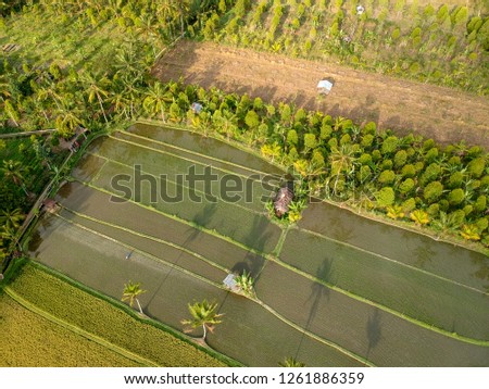 Aerial View rice fileds Munduk Bali