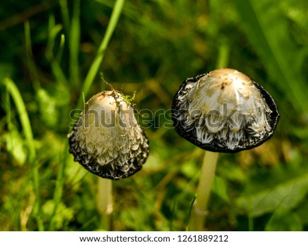 Toadstool type mushrooms. Beautiful and interesting view from close up and background on top of toadstool mushrooms on the background of grass.