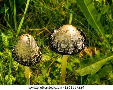 Toadstool type mushrooms. Beautiful and interesting view from close up and background on top of toadstool mushrooms on the background of grass.