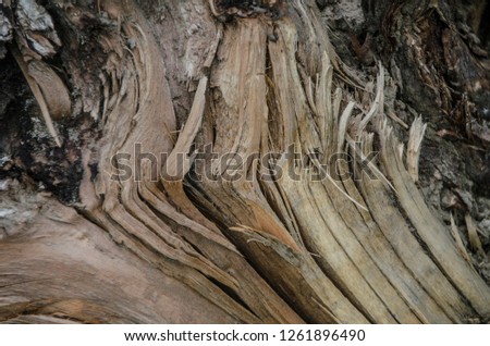 Trees and bark trunks. Beautiful and interesting view of the tree, trunk and bark with a root in the summer and afternoon.