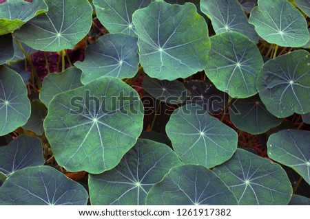 Garden Nasturtium, Indian cress, or monks cress (Tropaeolum majus) is a flowering plant in the family Tropaeolaceae, originating in the Andes from Bolivia north to Colombia.