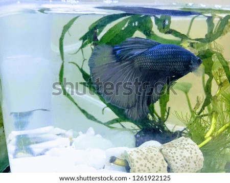 fish aquarium - betta fish