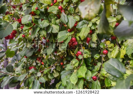 Beautiful view of nature. Beautiful and interesting landscape and view of the autumn harvest of berries and edible red fruits against the background of leaves.