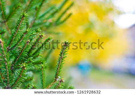 Autumn nature and background. Beautiful and interesting landscape and views of the autumn coniferous branches.