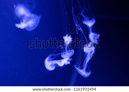 Background a lot of jellyfish, underwater world
