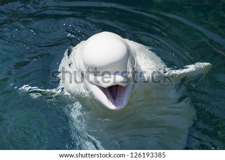 An isolated white dolphin beluga looking at you in the deep blue sea