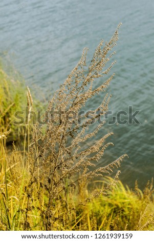 Water theme and background. Beautiful and interesting landscape and view of the summer river or lake with grass and spikes on the background of water in the afternoon.