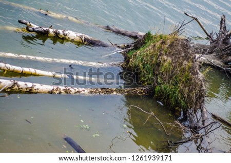 Water theme and background. Beautiful and interesting landscape and the view of the summer river or lake with trees and birches fallen into the water.