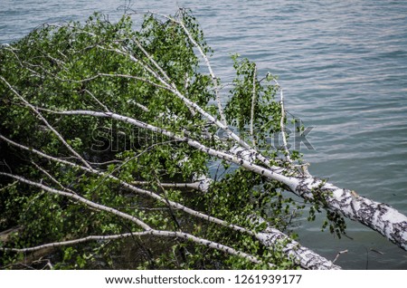 Water theme and background. Beautiful and interesting landscape and the view of the summer river or lake with trees and birches fallen into the water.