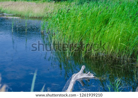 Beautiful and interesting landscape and views of the summer river or lake with green shrubs and grass and reeds.