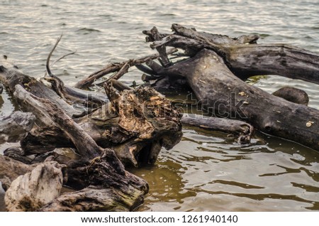 Water theme and background. Beautiful and interesting landscape and the view of the summer river or lake with dry trees fallen into the water.