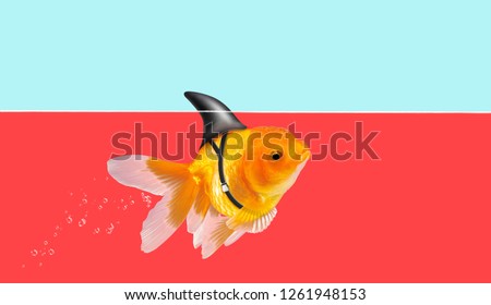 Goldfish with shark fin swimming in red water and blue sky background, Gold fish,Decorative aquarium fish. Gold fish with shark flip Royalty-Free Stock Photo #1261948153
