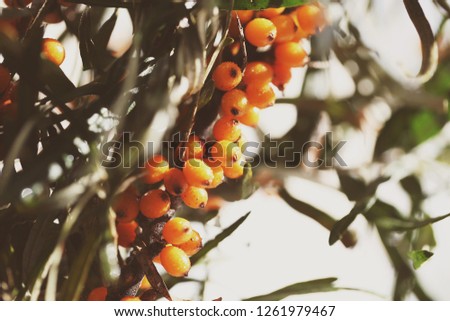 sea-buckthorn berries on a branch growing in the summer