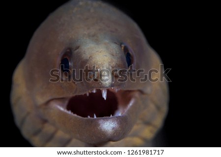 Moray eel showing off its teeth