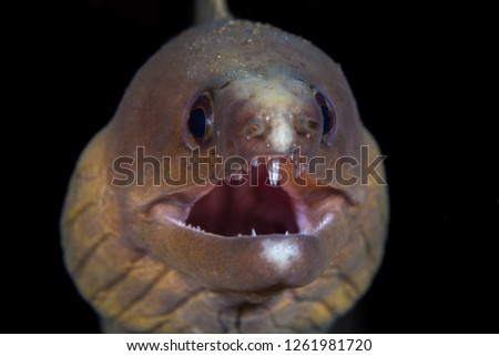 Moray eel showing off its teeth