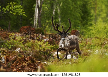 Reindeer (Rangifer tarandus) in tundra in Dovrefjell national park, Noway, mammal with big antlers in forest, green vegetation and trees in background, wildlife scene Royalty-Free Stock Photo #1261981828