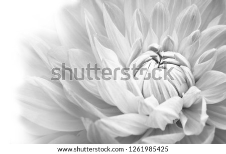 Details of blooming white dahlia fresh flower macro photography. Black and white photo emphasizing texture, contrast and intricate floral patterns merging in a white background.