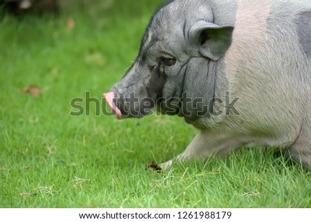 White and gray pig against a background of green grass
