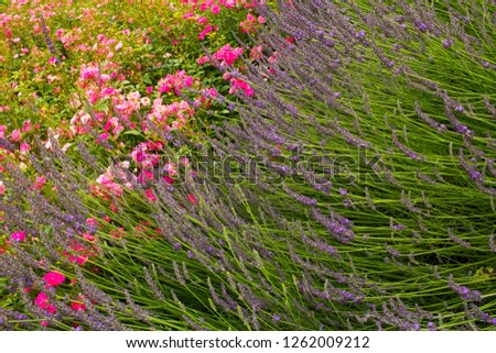 flower bed in summer garden with lavender roses