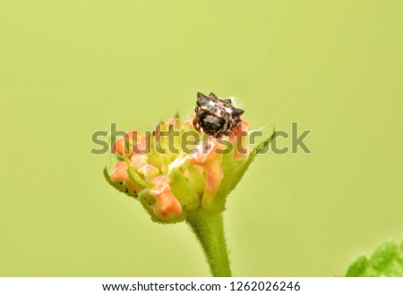 Gasteracantha kuhlii spider sitting on lantana camara flower