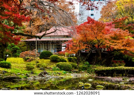Japan  house garden autumn season red maple and bonsai culture