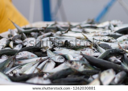 freshly caught fish is unloaded from a fishing boat in fish boxes