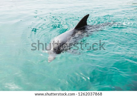 Portrait of dolphin swimming around and posing to the camera