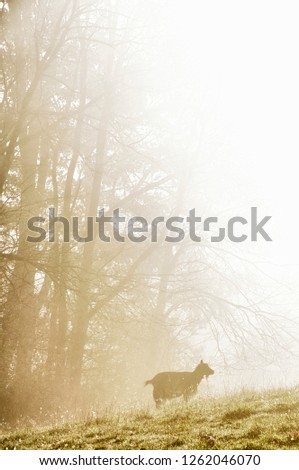 Pygmy goat in the mist at sunrise, family farm, Webster County, West Virginia, USA