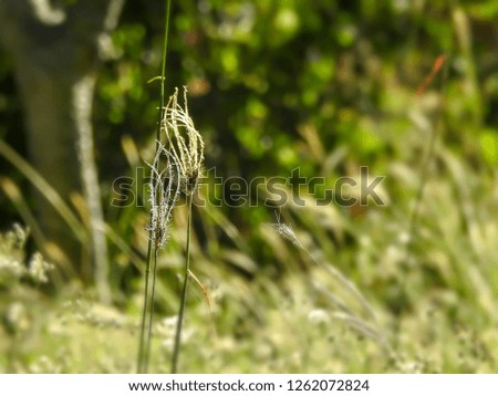 Grass flower in sun light on  blurred field background