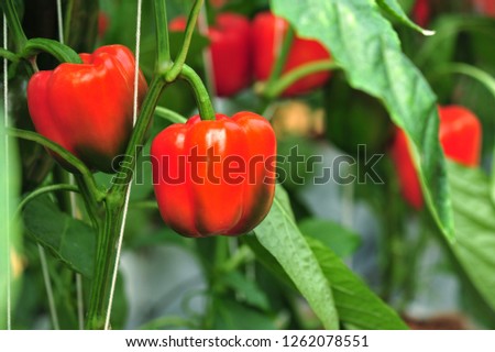 Red sweet peppers on the tree at Pangka Royal Project, Phayao. Royalty-Free Stock Photo #1262078551