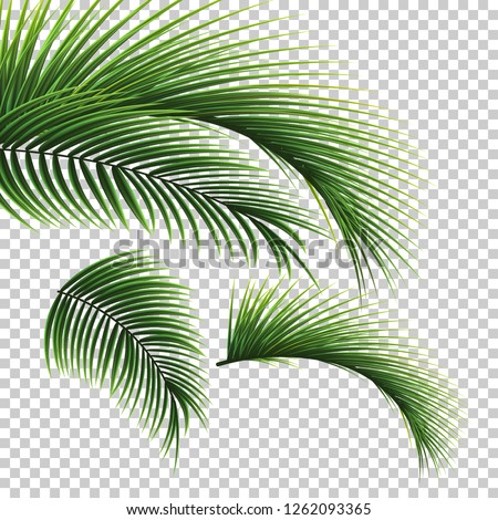 Palm leaves. Green leaf of palm tree on transparent background. Floral background. 