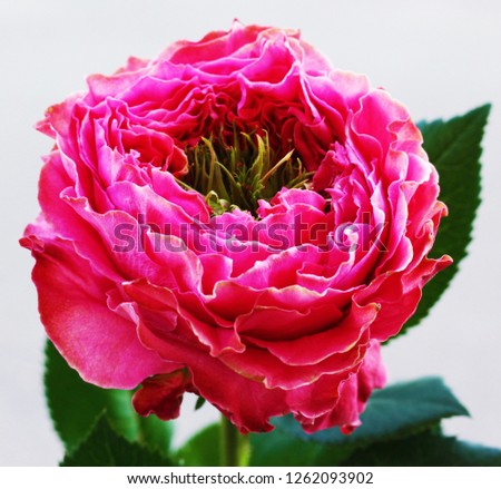 peony rose large