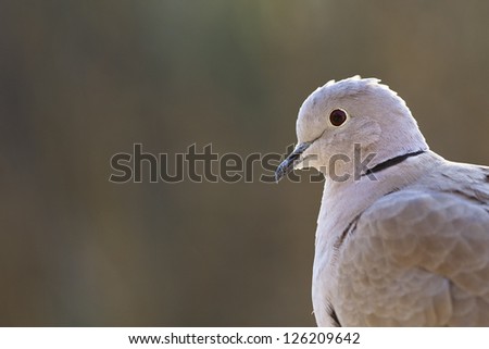 Doves who carefully watches