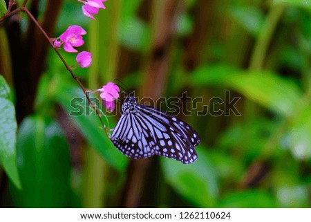Butterfly sitting on green leaves  beautiful insect in the nature habitat