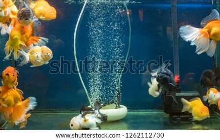 Goldfish swimming in the fish tank