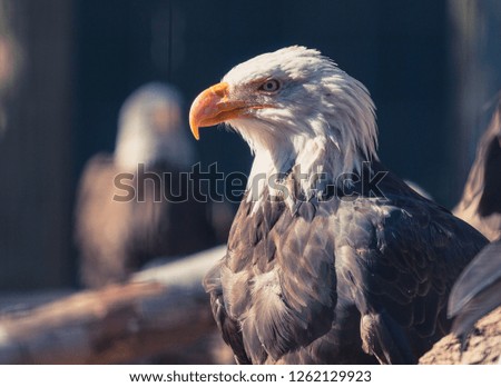 Eagle viewing passerby