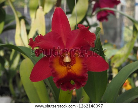 cattleya orchid blooming in the garden