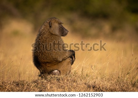 Olive baboon sits in profile in grass