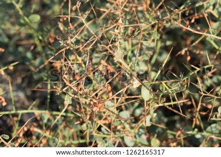 camel thorn a field plant has a medicinal ability to design a dizain
