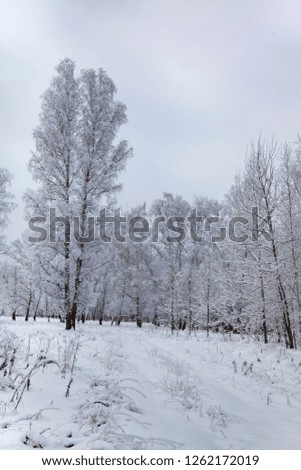 Beautiful birch forest after a snowfall. Landscape on a cloudy winter day.