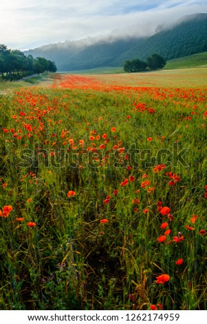 Poppies on the wheat field, sunrise, morning mist. Provence, France. Vertical photo.
