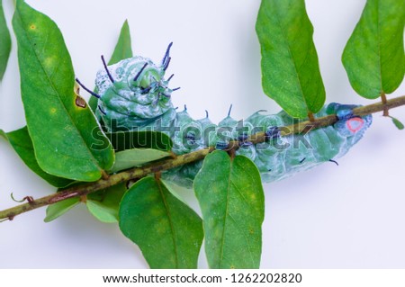 Atlas moth caterpillar on the leaf with white background.