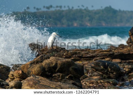 White seagull on a stone. Sri Lanka.