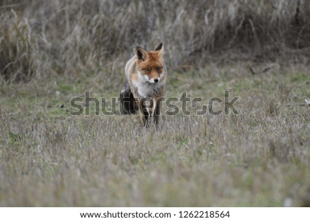 Beautiful red fox-Vulpes vulpes